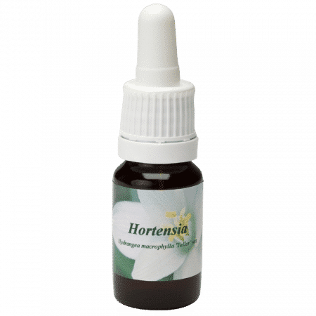 Hydrangea - Star Remedies Flower Remedies