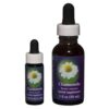 Chamomile - Californian FES Flower Essences