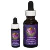 Echinacea - Californian FES Flower Essences
