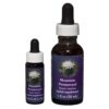 Mountain Pennyroyal - Californian FES Flower Essences