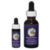 Shasta Daisy - Californian FES Flower Essences