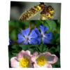 Healing Herbs pohlednice Bachovy esence