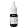 Ruwbladige aster (ανθικό απόσταγμα) 10ml.